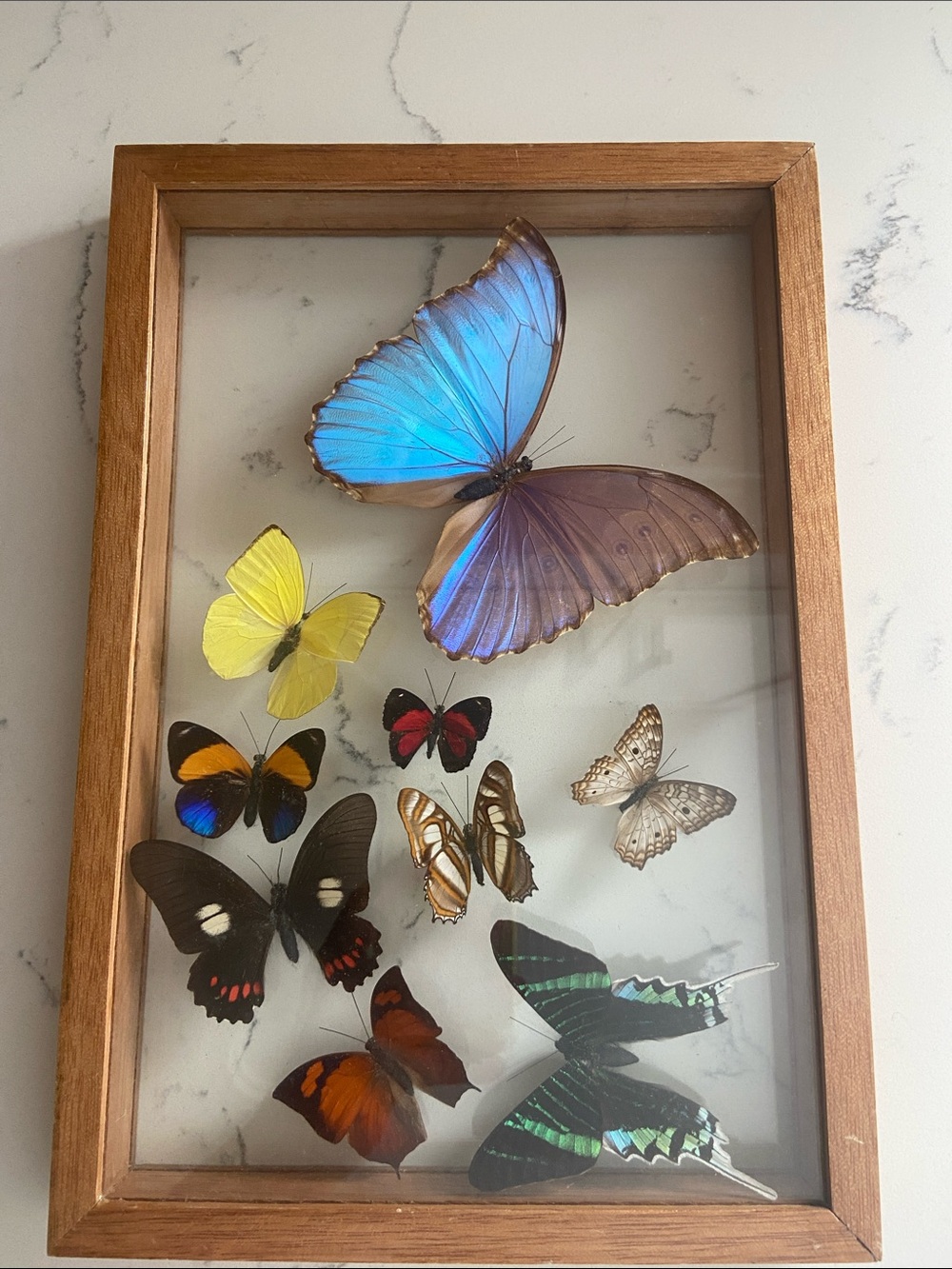 Vintage Real Butterfly Specimen Shadow Box Blue Morpho Wood Frame - Picture 12 of 12